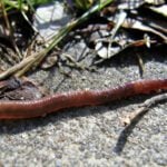 Earthworms Don't Drown and They Can Survive Several Days Submerged in Water