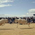 sheep fighting in algeria