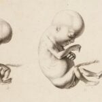 Early Scientists Did Not Know Where Babies Came From. They were Only able to Figure it Out By 1875.