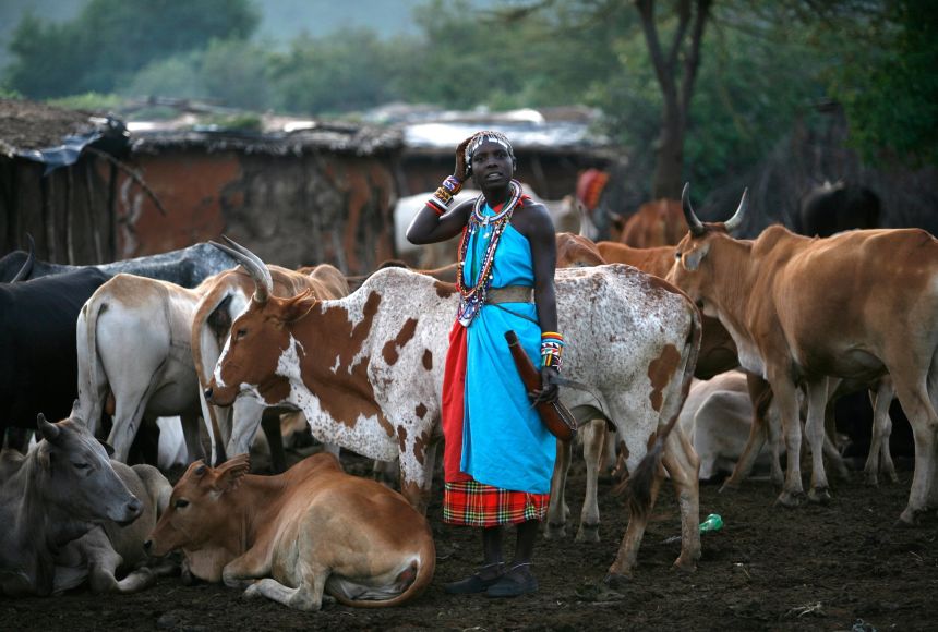 Masaai and cows