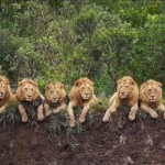 Mapogo Lion Coalition