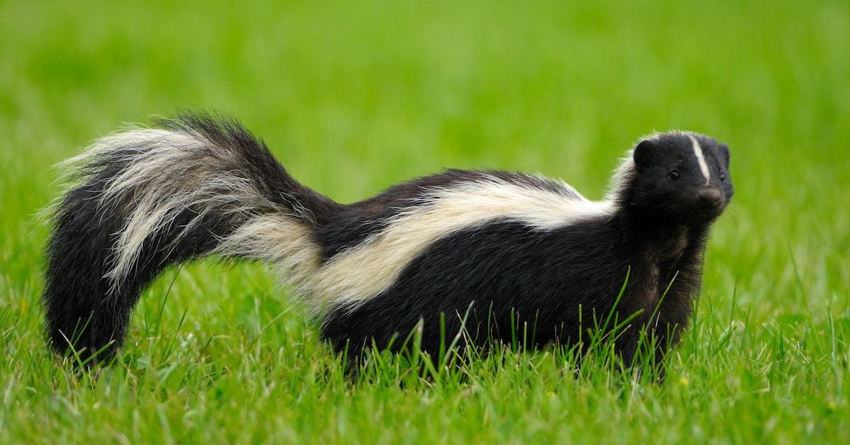 Skunks are Immune to Snake Venom and Will Actually Eat Venomous Snakes ...