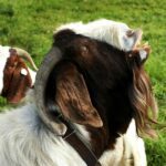Goat Mating Ritual