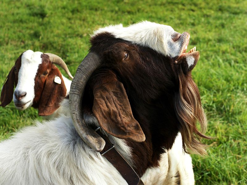 Goat Mating Ritual