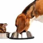 Dogs and Cats Have Special Taste Buds Geared Specifically for Water.