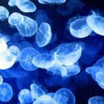 Thousand of Jellyfish Caused a Massive Power Outage in the Philippines in 1999