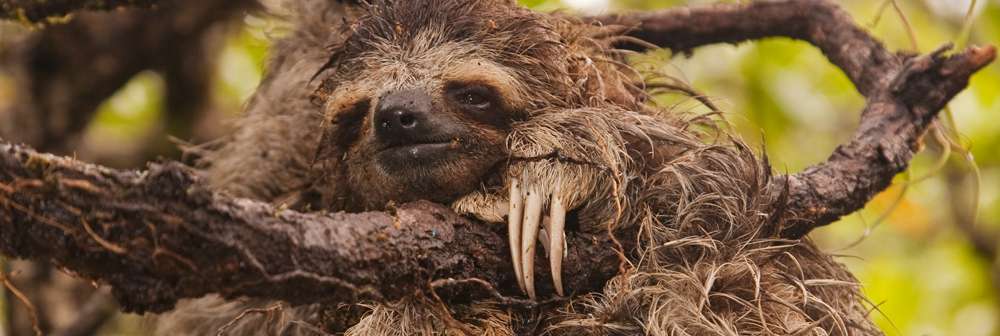 Pigmy Three-Toed Sloth