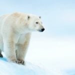 Polar Bears Actually Have Transparent Hollow Fur and Have Black Skin.