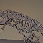 Crocodiles and Alligators are Surviving Members of an Ancient Evolutionary Division of Archosaurs. This Species Dominated the Planet During the Late Triassic Period Before an Extinction Event Led Them to be Usurped by Dinosaurs.