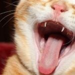 Cat Teeth Have Blood Grooves That Prevents Suction When They Bite. This Allows Them to Pull Out and Bite Again More Quickly.