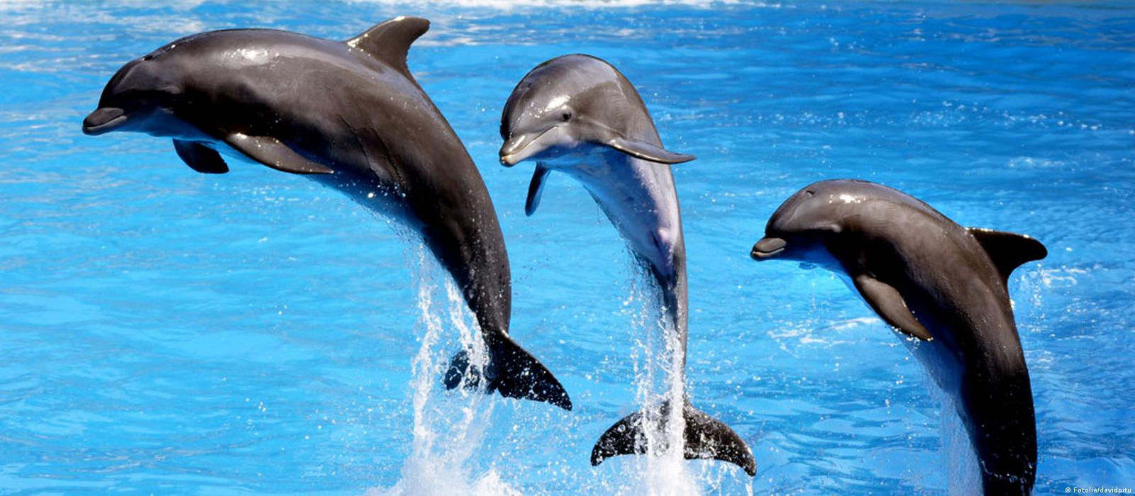 dolphins-actually-have-names-for-one-another-they-use-a-unique-whistle