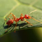 Fire Ants are an Invasive Species in the United States. The FDA Estimates About $5 Billion is Spent Annually on Medical Treatment, Damage and Control in Infested Areas.
