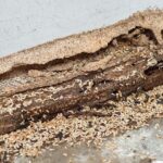 House Termites Made It Over to England, But a 27-Year Government Funded Program Eradicated Them in 2021.