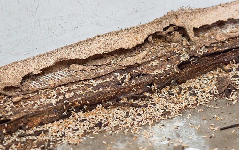 House Termites