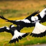 Scientists in Australia were Studying Birds and Fitted Them with Tracking Harnesses. A Group of Magpies Helped Each Other Take the Harnesses Off.