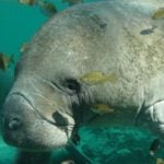 Manatees Use Their Farts to Swim. They Hold in Their Farts to Help Them Get Closer to the Surface of the Ocean and then Expel it to Help Them Travel Back Down to the Bottom.