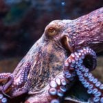 Male Octopuses Make Dens Near the Female Octopuses’ Dens and Copulate with Them without Having to Leave Their Space, They are Able to Do So by Extending Their Mating Arm