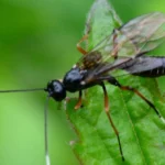 Parasitoid-Wasp