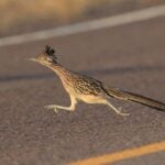Coyotes are Actually Faster than Roadrunners. A Roadrunner Sprints at Around 32 km/h, While a Coyote's Top Speed Can Reach Over 64 km/h.