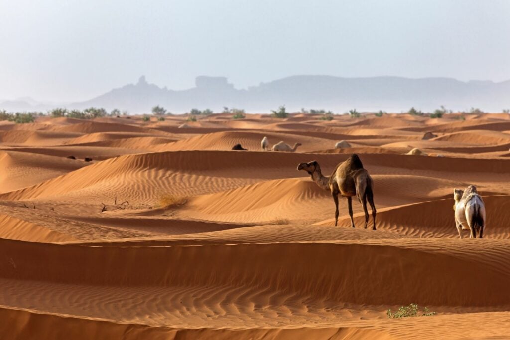 Sahara Desert Rainforest