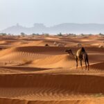 The Sahara Desert, Which is Known for Being the World's Hottest Desert, Used to be a Tropical Rainforest.