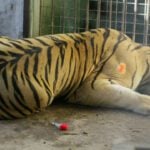 When Tigers Escaped from a Zoo in Georgia and Killed a Man, Advice was Issued on What to Do If You Meet a Tiger. Among the Rules were; Don't Approach It, Don't Run Away, and Don't Urinate.