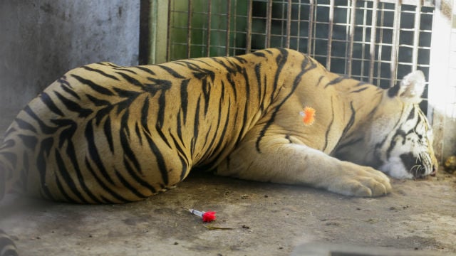 Tiger Escaped from a Zoo in Georgia