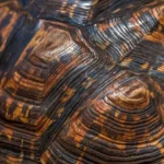 Tortoise Shells are Not Just for Protection. The Shells are Connected Directly to the Tortoise's Nervous System. These Nerves Give the Shell the Ability to Transmit Pleasure and Pain Sensations.