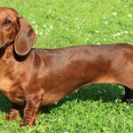 According to a Study Done in 2008. The Most Aggressive Dog Breed is the Daschund.