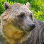 Polar bear - brown bear hybrid