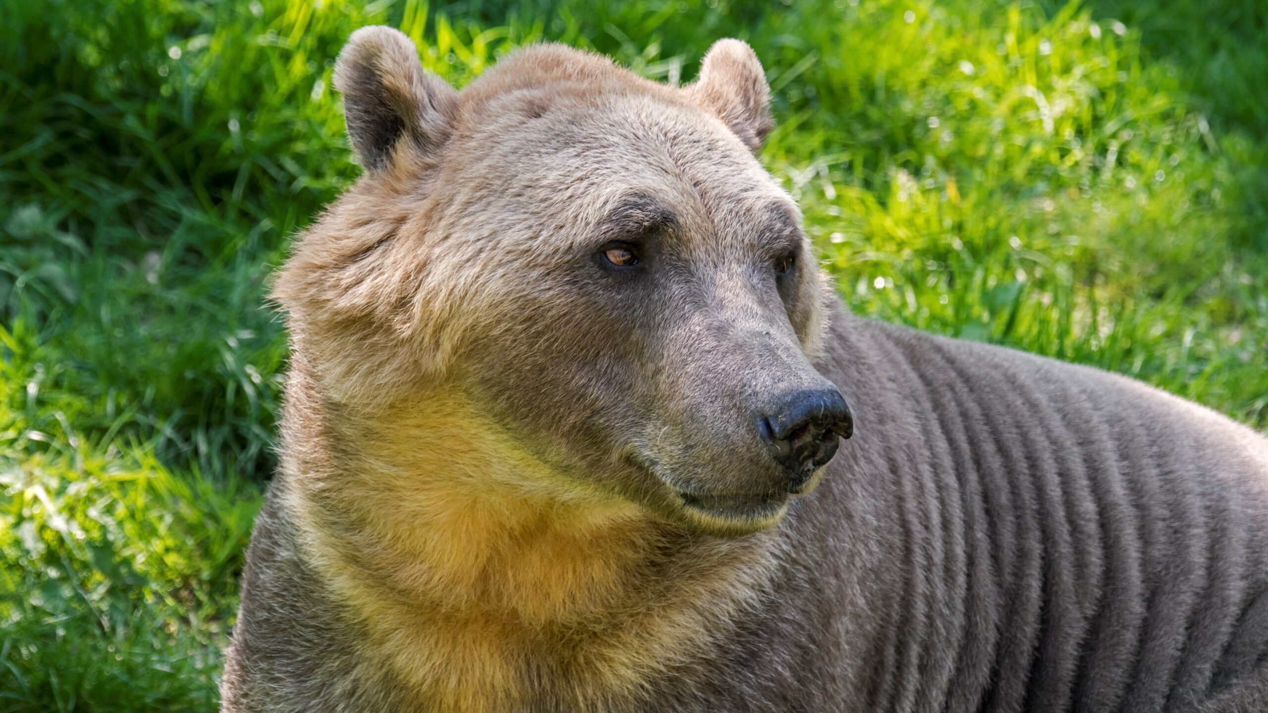 фото бритого медведя