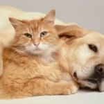 Dogs and Cats Can Store an Array of Memories. They Have Both Short and Long-Tem Memories. Both Animals Possess Excellent Long-Term Memories.