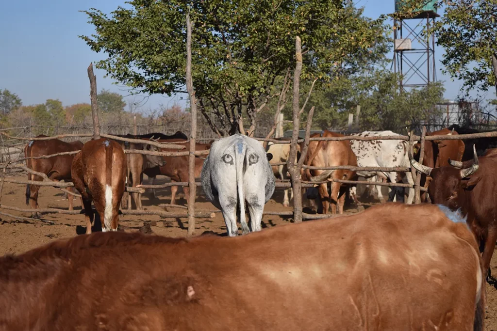 Painting Large Eyes on Cows' Butts