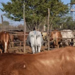 Painting Large Eyes on Cows' Butts