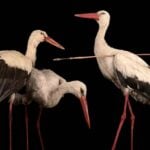 European Scientists Had Little Evidence That Birds Migrated During the Winter. It Was Not Until a Stork Returned with a Spear Made of African Wood Through its Neck That They Had Significant Proof of Long-Distance Migration.