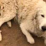 In 2017, a Dog Named Odin Refused to Leave a Flock of Goats Behind During the California Tubbs Fire When His Owners Fled to Safety. Days Later, the Owners Came Back to Find Odin and the Goats Alive.