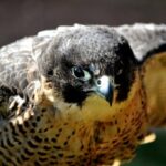 The Peregrine Falcon was Save from Extinction When Scientists Invented the Copulation Hats to Mimic Female Mating and Collect Semen.
