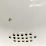 Picture of a Fly in the Urinals