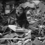 A World War II Search and Rescue Dog was Awarded the Dickin Medal for Bravery in 1945. He became the Service's First Search and Rescue Dog and is Credited with Saving the Lives of Over 100 People.