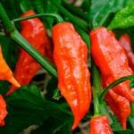 In 2016, a Man Ate  Ghost Pepper in an Eating Contest and Drank 6 Glasses of Water to Cool Off. He Vomited So Much That He Tore a Hole in His Esophagus and was Rushed to the Hospital.