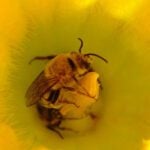 Squash Bees are Bee Species That Sleep Inside Pumpkin Flowers.