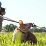 Humans Have Trained Rodents to Sniff Out Land Mines in Vietnam.