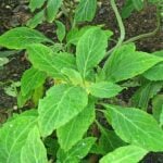 The Most Potent Naturally Occurring Hallucinogen? Meet Salvia Divinorum