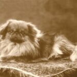 During the Looting of the Chinese Imperial Palace at the End of the Second Opium War, British Soldiers Took a Pekingese Dog to Gift to Queen Victoria. They Named It Looty.